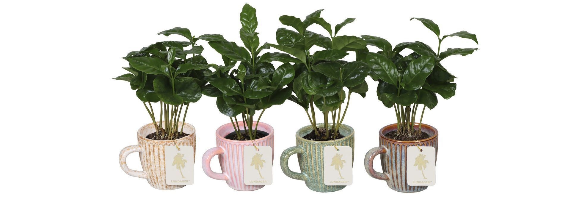 L 67187 With Coffea Arabica Mix 6 cm, D 6