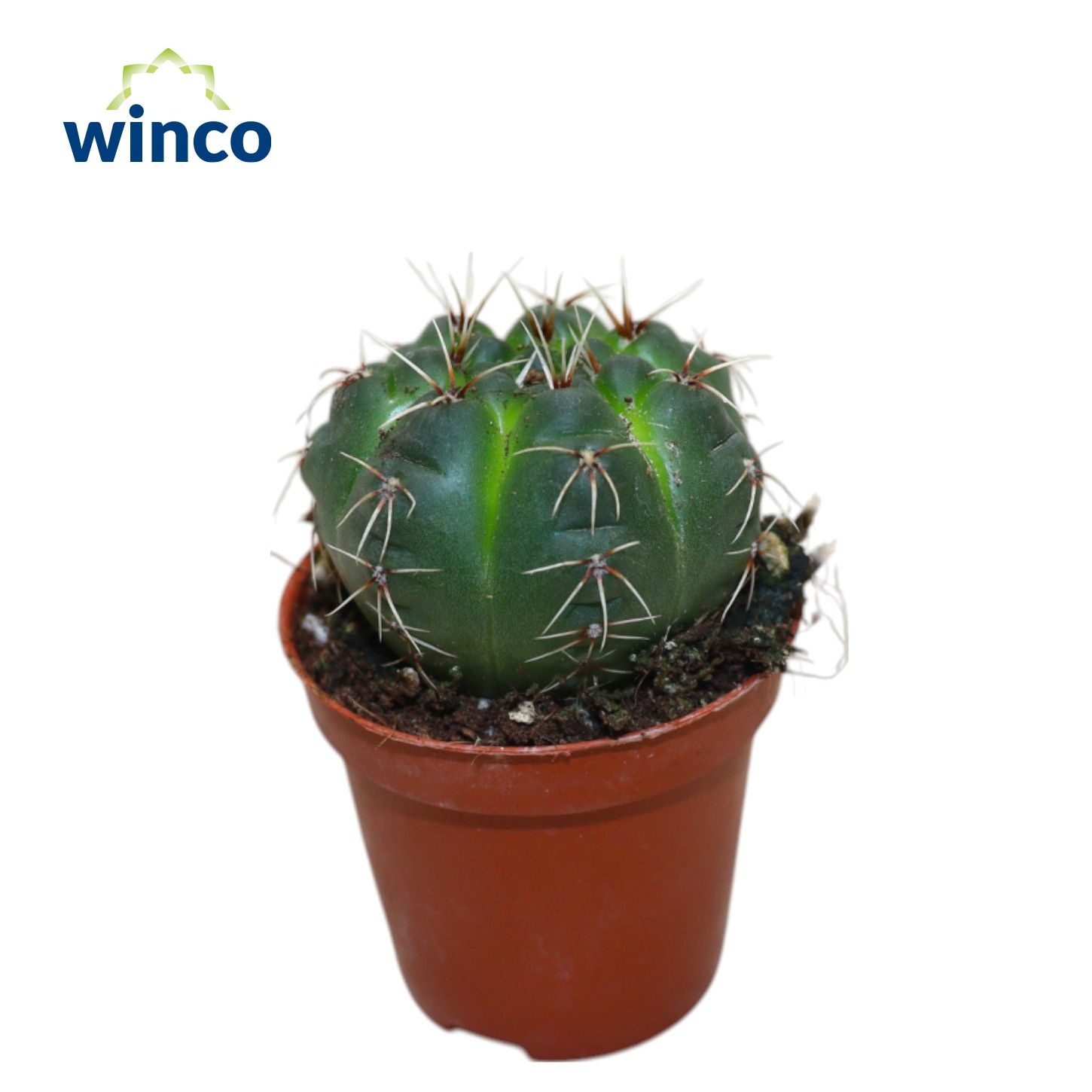 Gymnocalycium Baldianum, D 5,5 cm