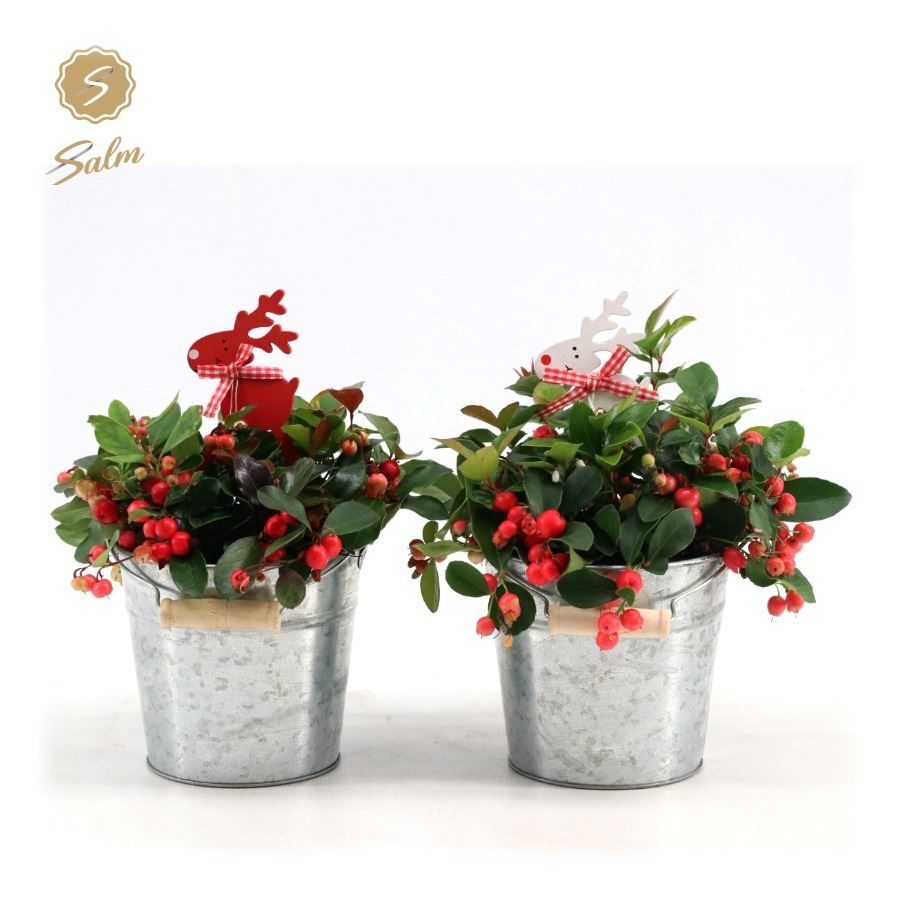 Gaultheria pr. 'Big Berry'® P12 in Zinc Old-Look + Reindeer, D 14 cm