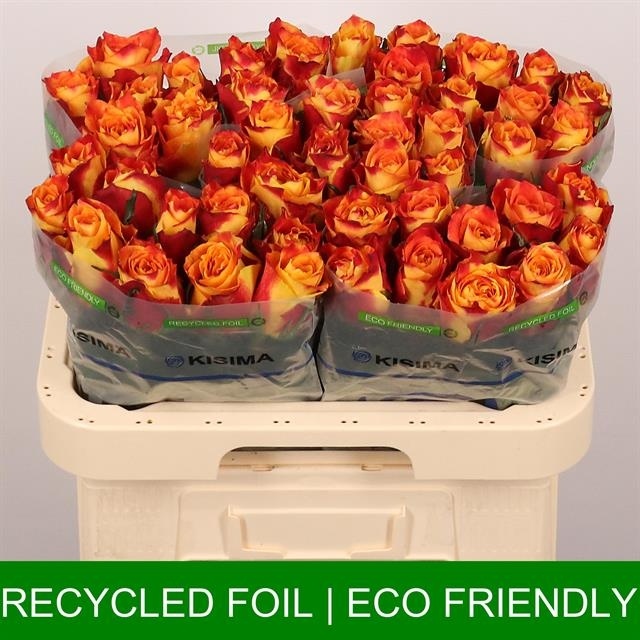 Роза од. Силантой 60, шт.