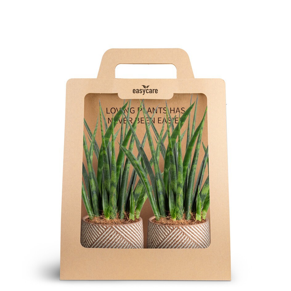 SANSEVIERIA 30690011 2-Pack Grove 6cm, D 7