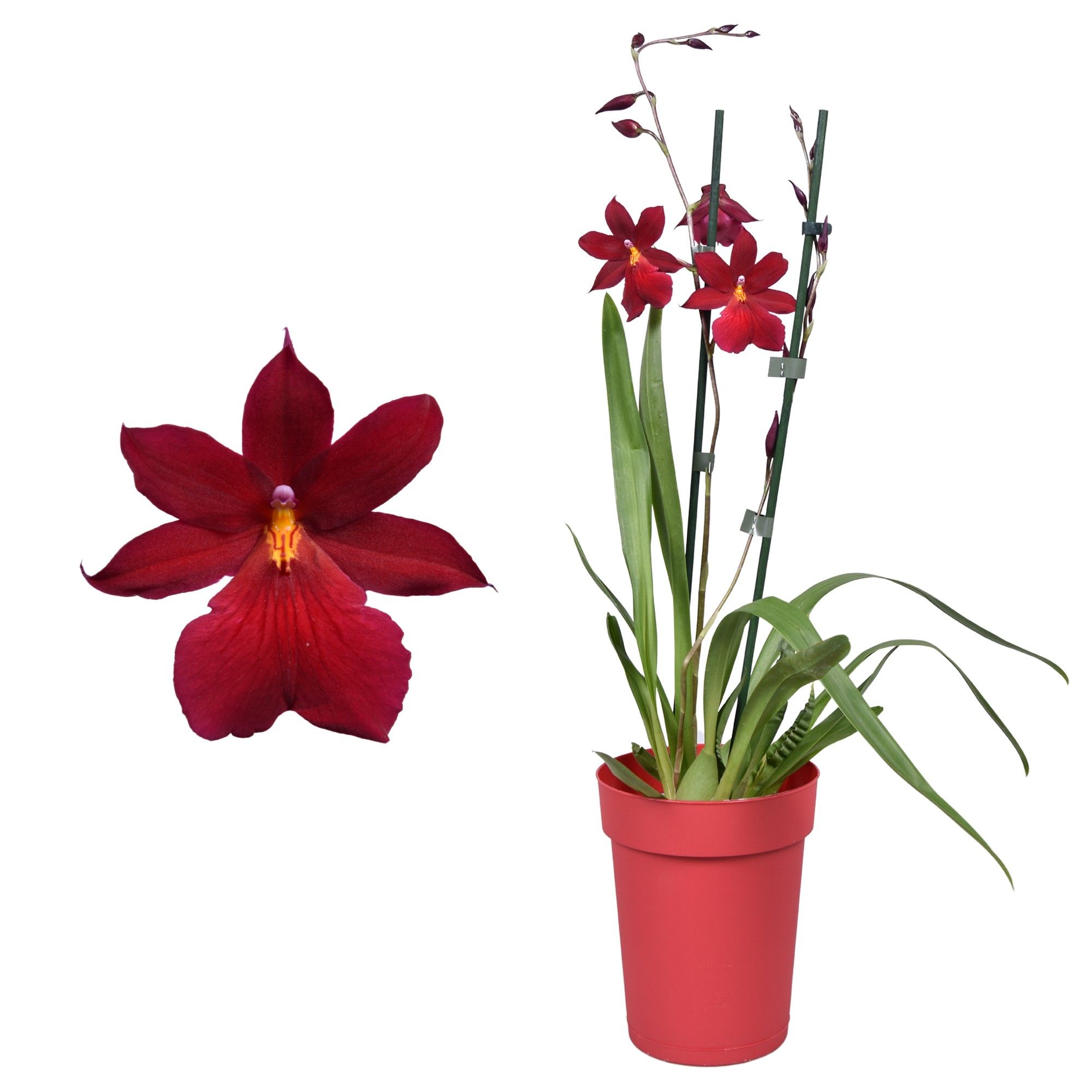 Cambria 'Nelly Isler' Red Velvet 2 tak met rode pot, D 12 cm