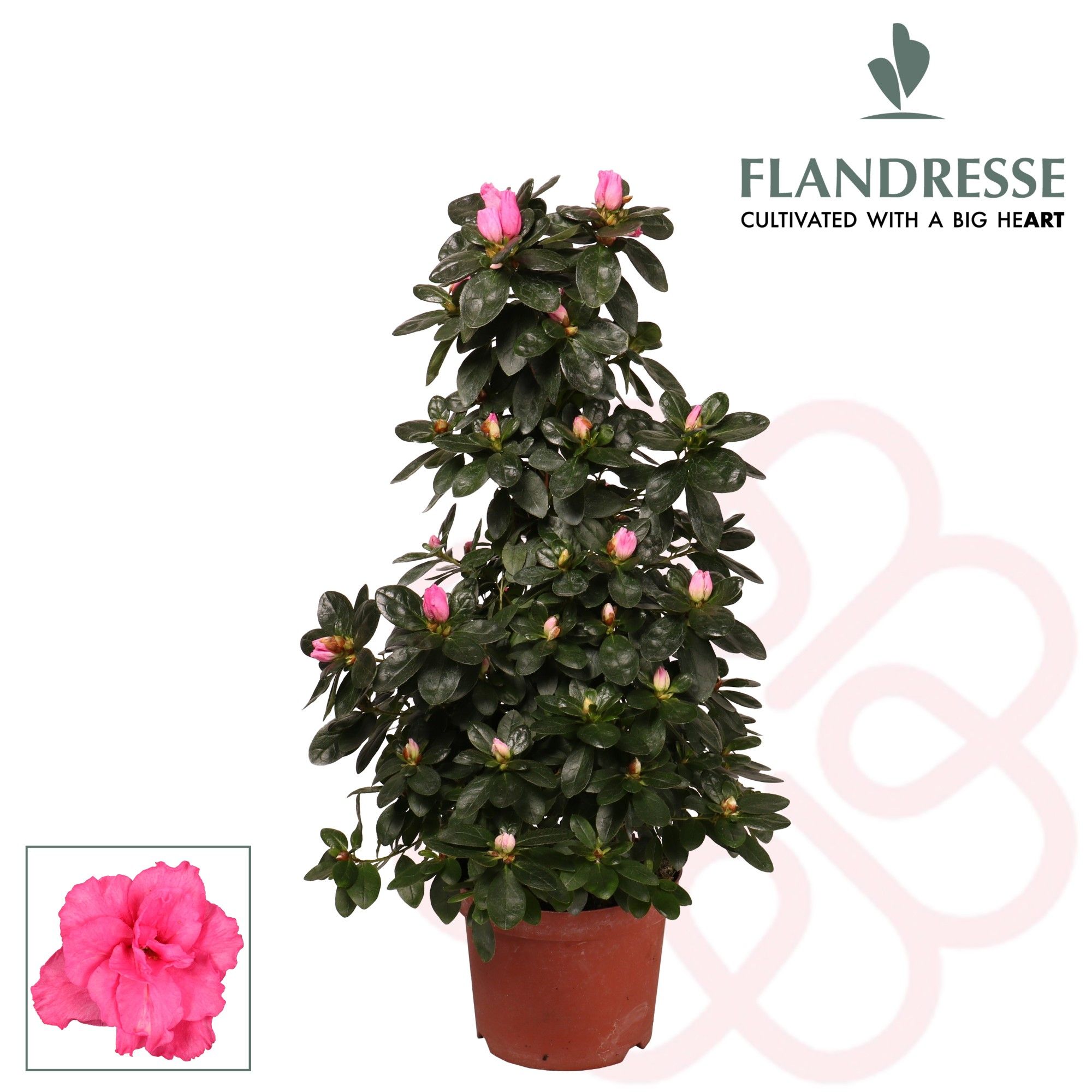Azalea Flandresse® piramide 'roze' 65 cm, D 17 cm
