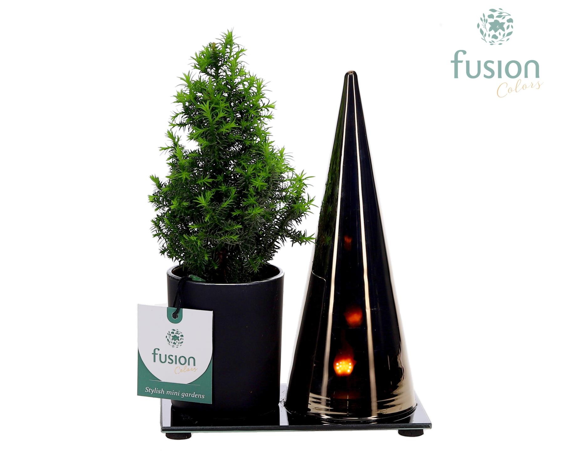 LED Duo glas met Chamaecyparis, D 16