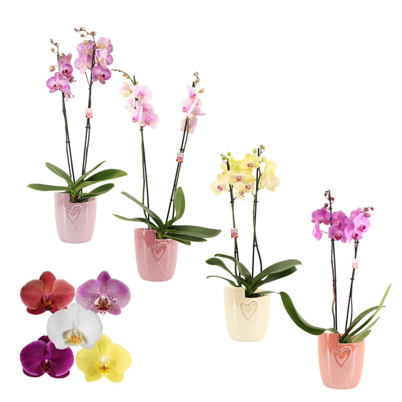 Phalaenopsis 2 tak 14+ mix in Joa (Special moods-collection), D 12
