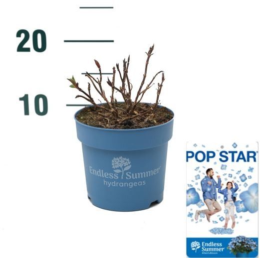 Hydrangea 'Pop Star Blue' - P14 - Endless Summer, D 14