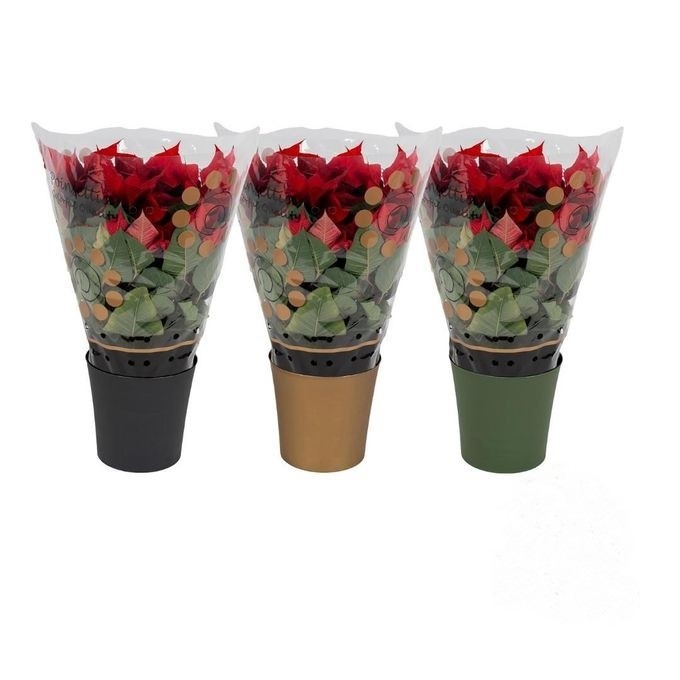 810 VDBE : Euphorbia Pulcherrima (Poinsettia) Rood in decopot 17 CM, D 17 cm 810 VDBE : Euphorbia Pulcherrima (Poinsettia) Rood in decopot 17 CM, D 17 cm