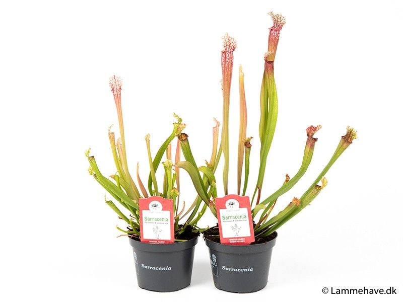 SARRACENIA STEVENSII, D 12