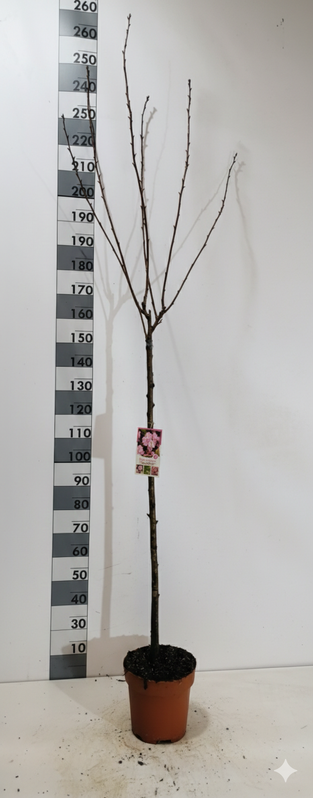 Prunus serrulata 'Kanzan', D 29