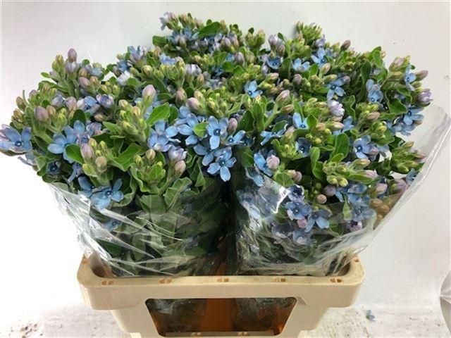 Оксипеталум Таниока Пьюр Блю 60 (голуб.), шт.