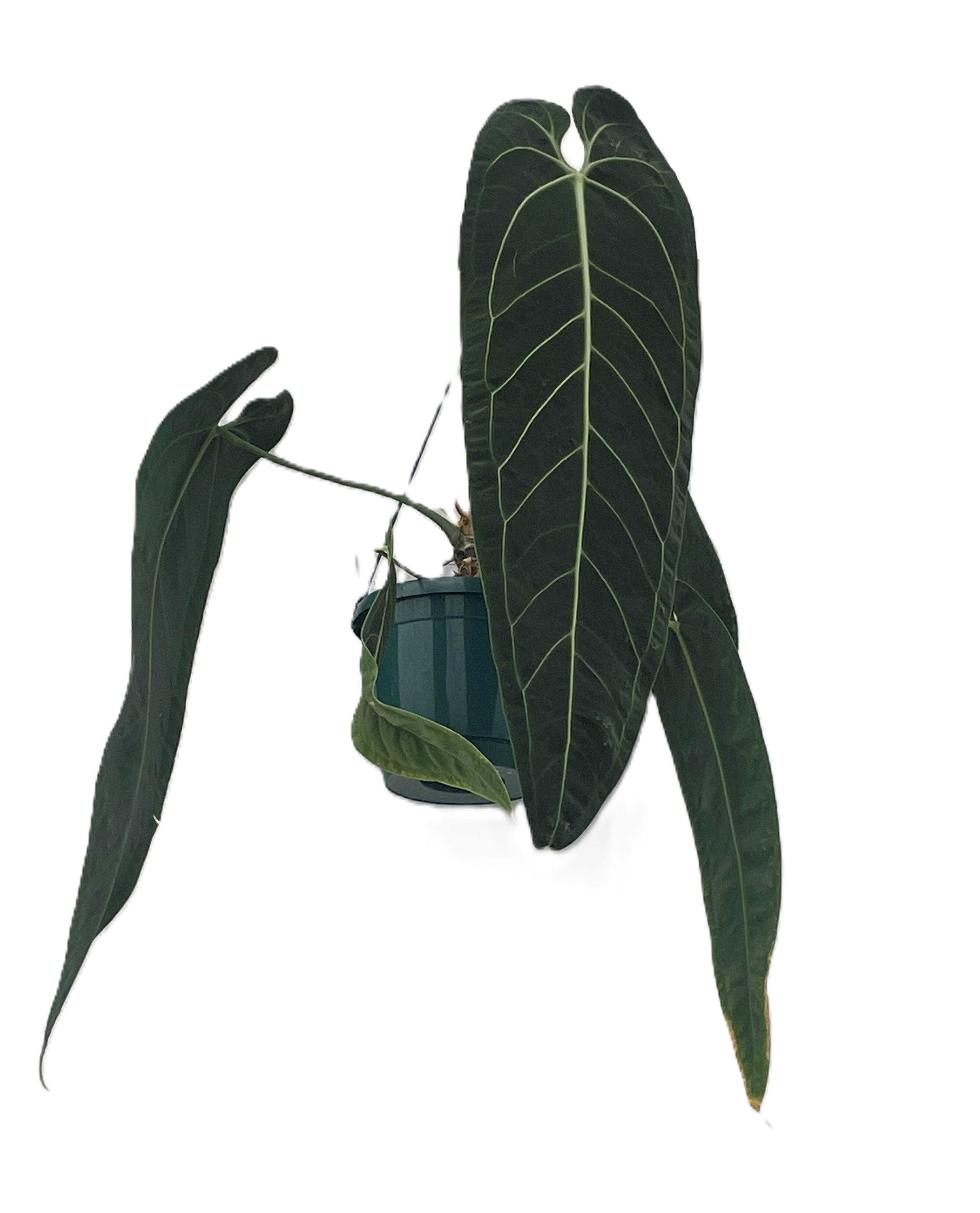 Anthurium waroqueanum hangpot 19cm, D 19