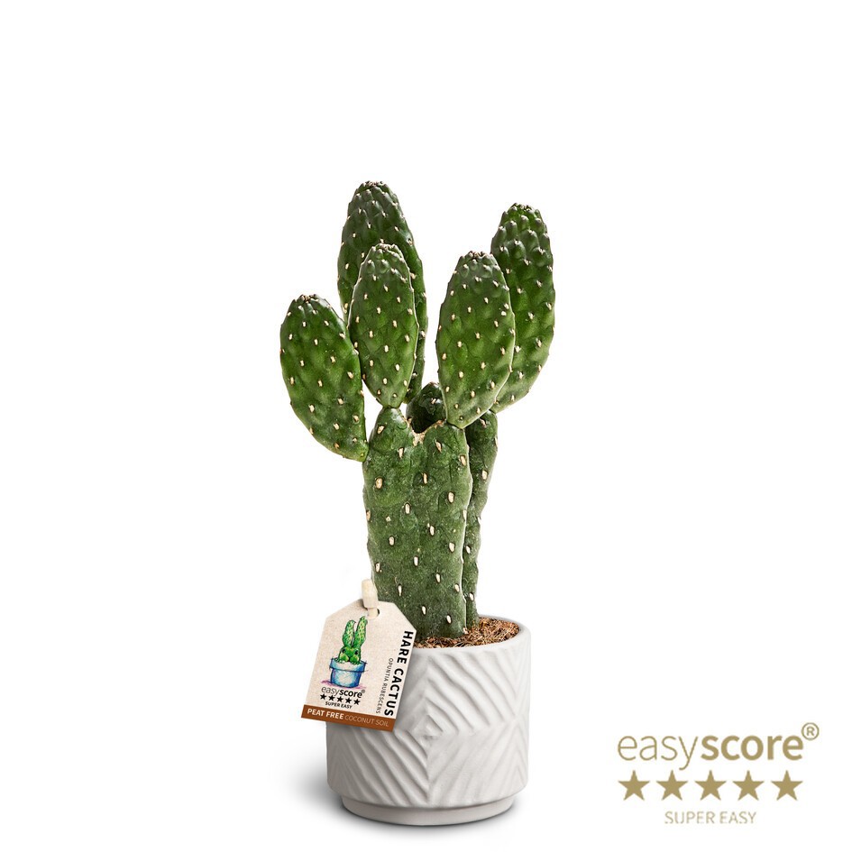 OPUNTIA RUBESCENS 40665025 Dune, D 7 cm