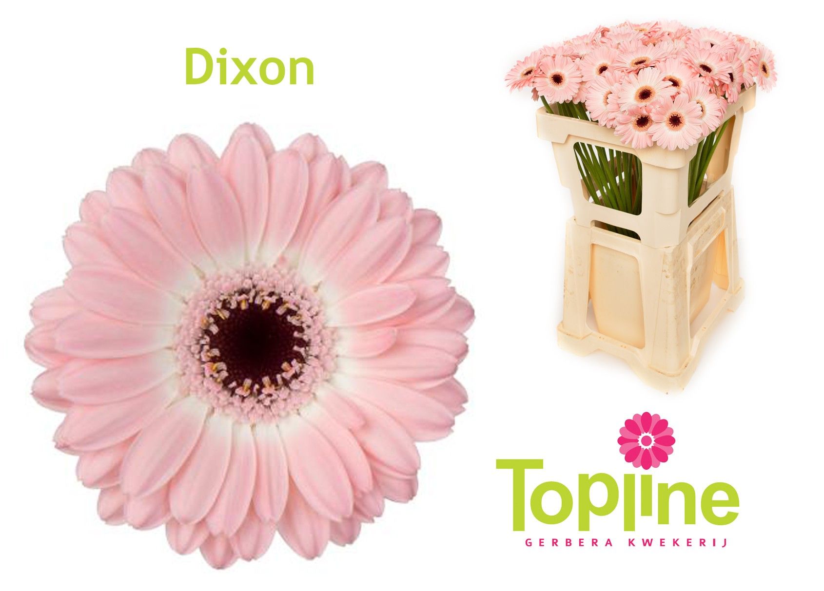 Гермини Диксон, шт.