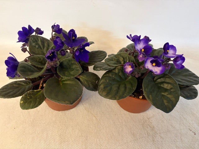 Saintpaulia 2 kleuren mix, D 12