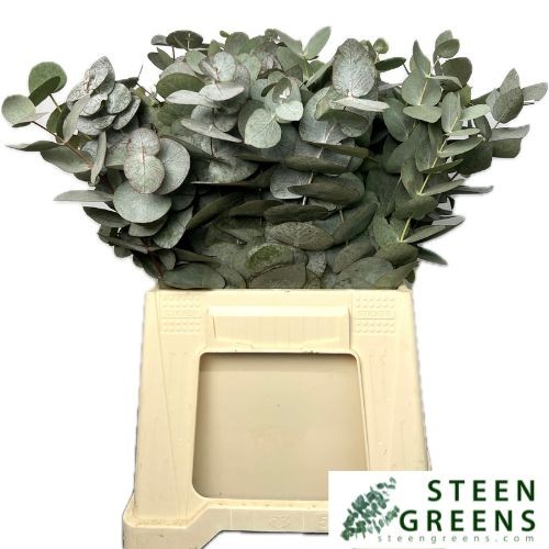 Эвкалипт Цинерея 50, шт.