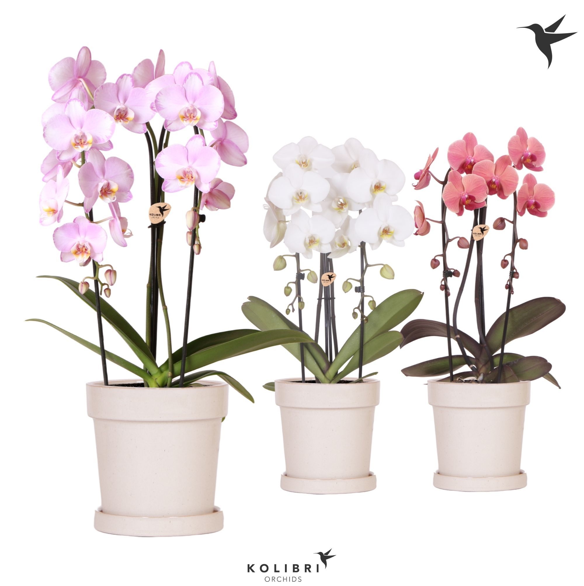 Kolibri Orchids Cascade Niagara Fall mix 2 spike in Flower pot sand, D 12