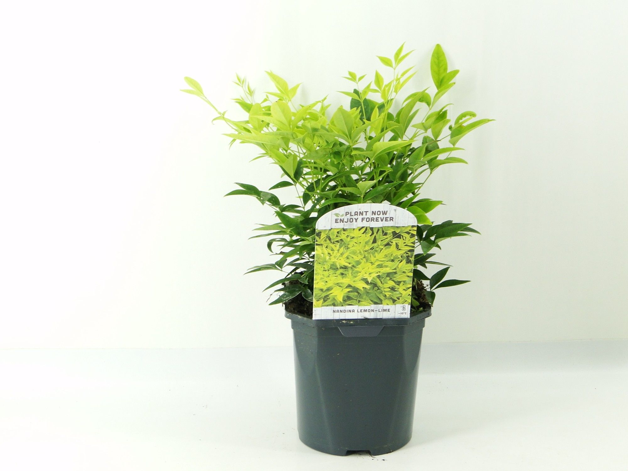 Nandina dom. Lemon Lime, D 17