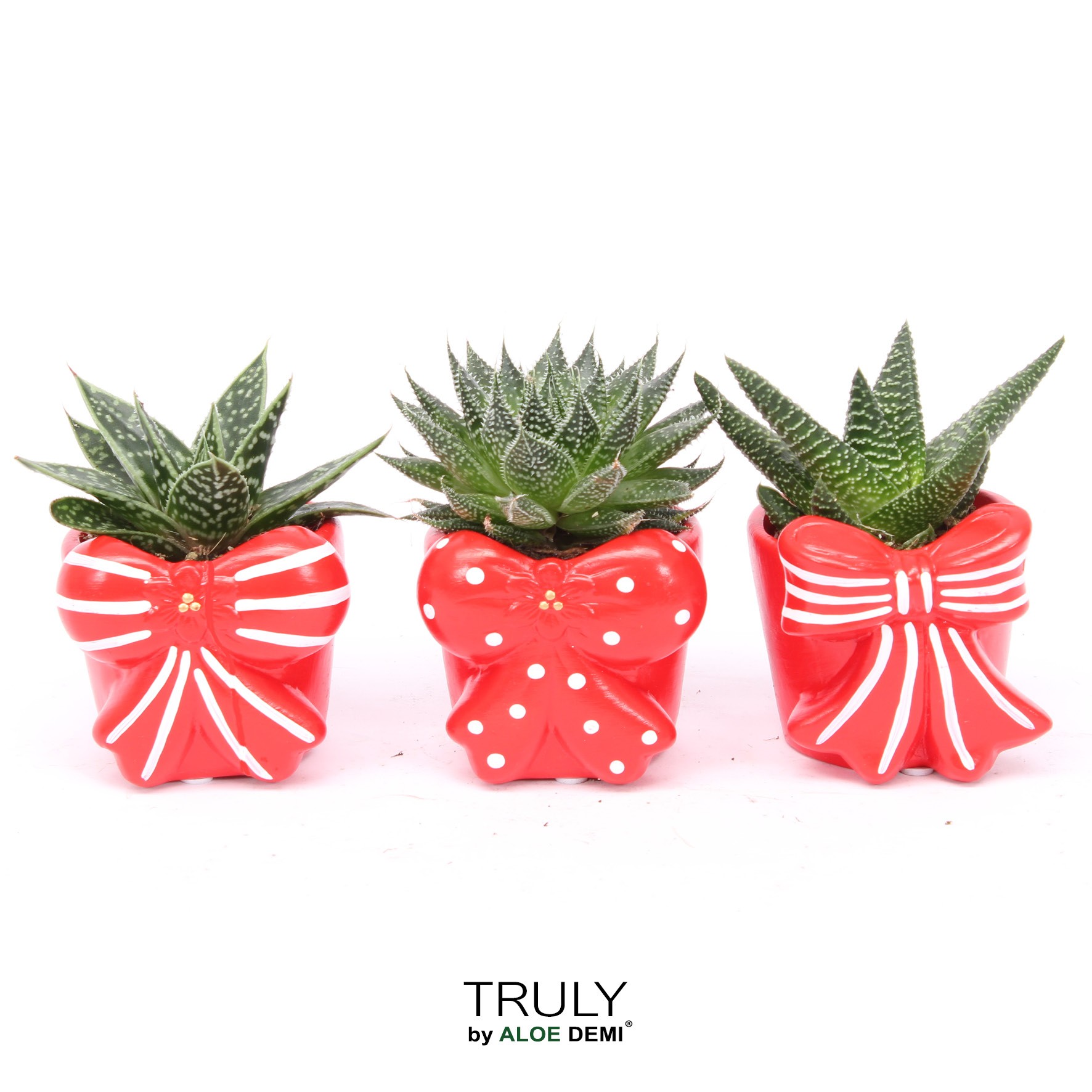 TRULY Haworthia Gasteria, Bow, D 7