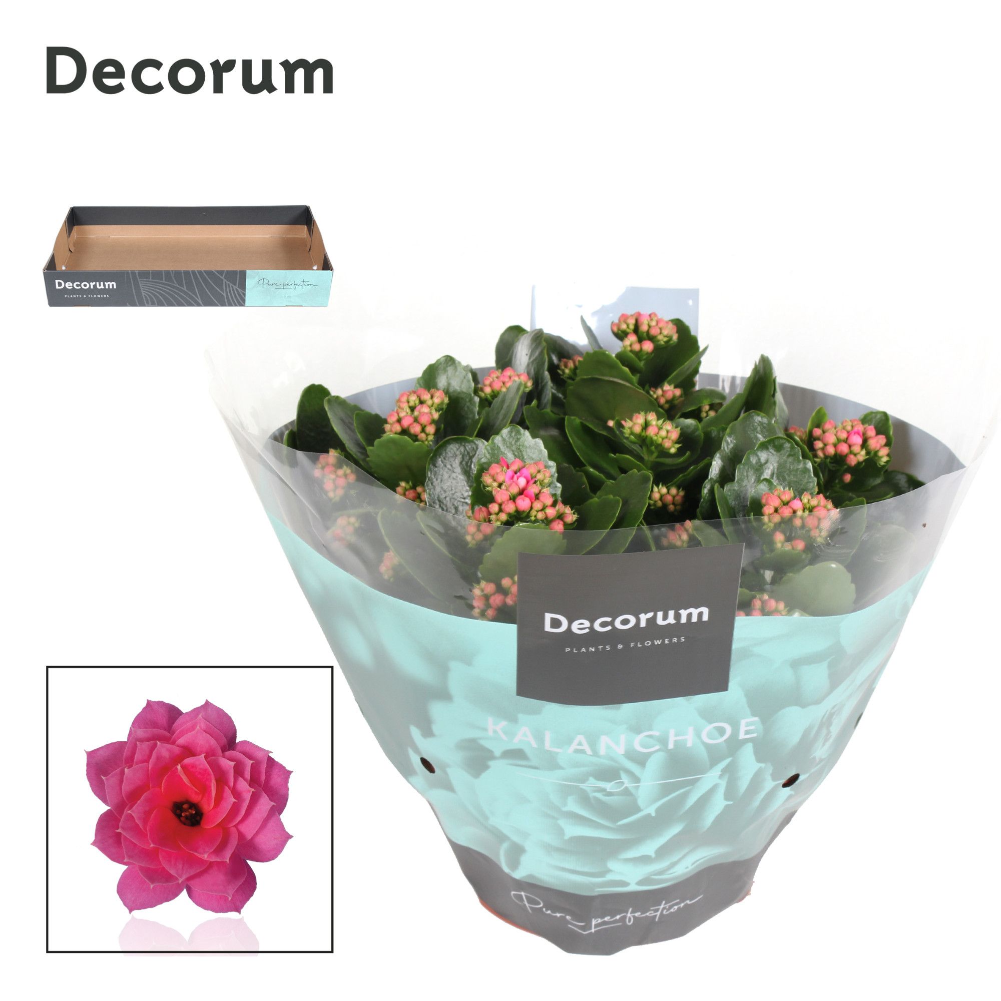 Kalanchoe Decorum - Pink, D 23 cm Kalanchoe Decorum - Pink, D 23 cm