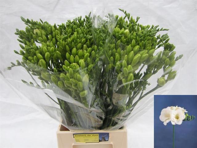 Фрезия дв. Версаль 55 (бел.), шт.