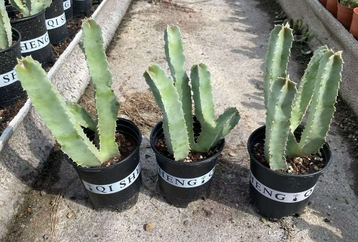 Кактус Блаккуррант Базин Сквер Рама 12 30