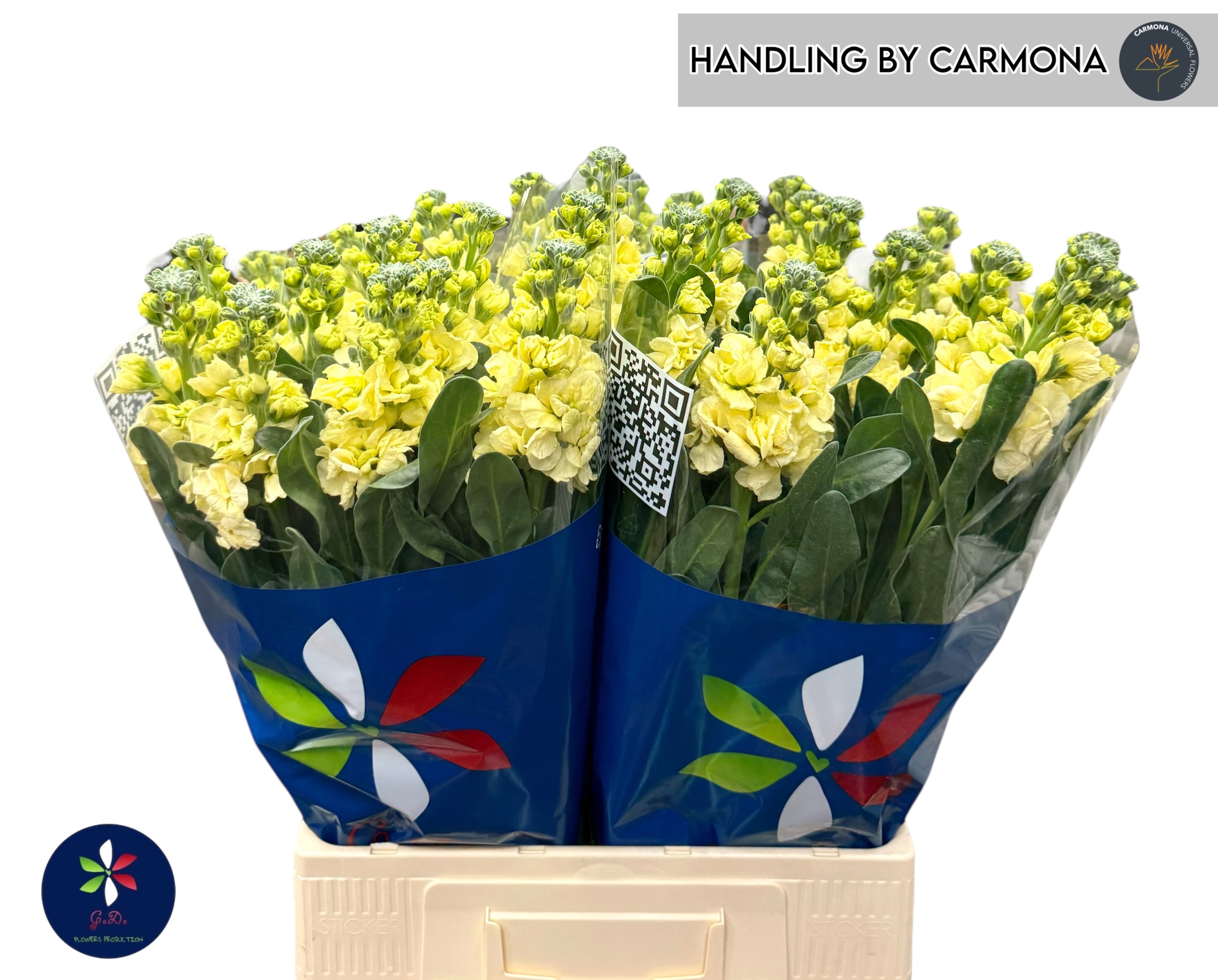 Маттиола од. Айрон Еллоу 70, шт.