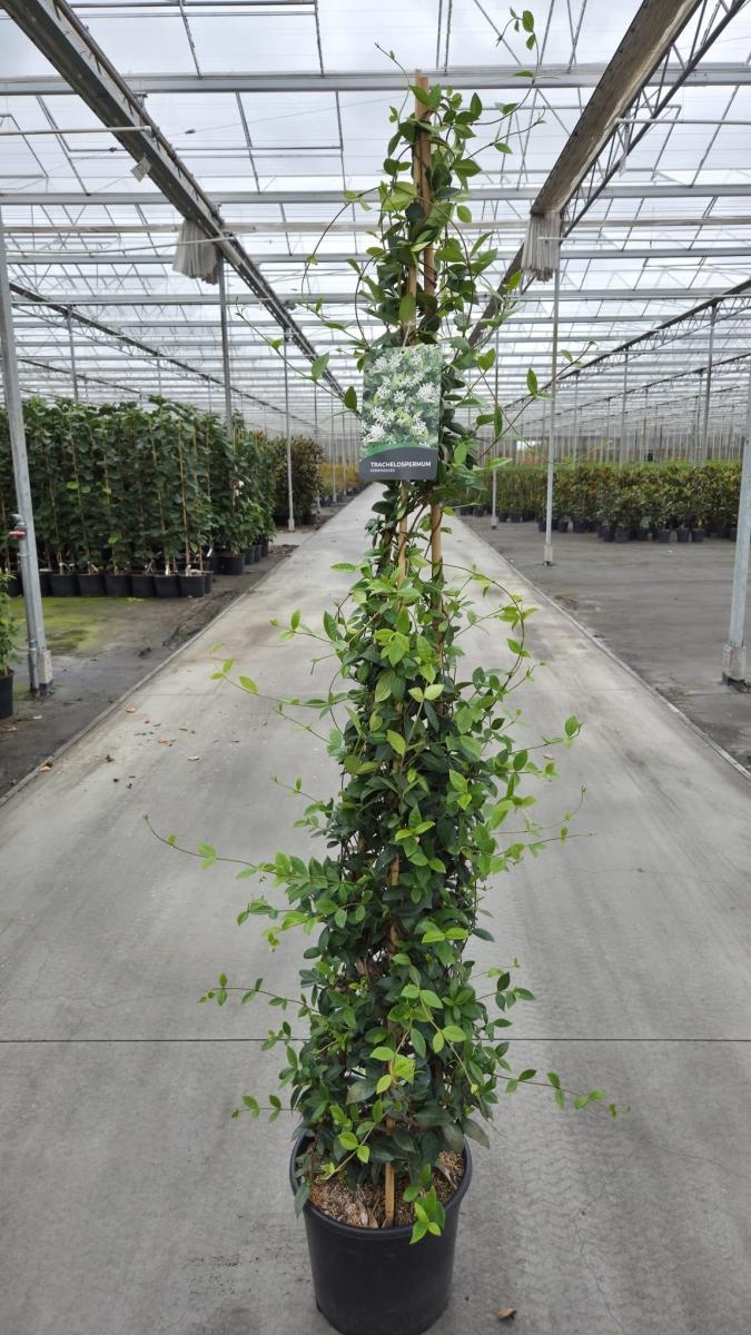 Trachelospermum jasminoides, 3 stok, D 40