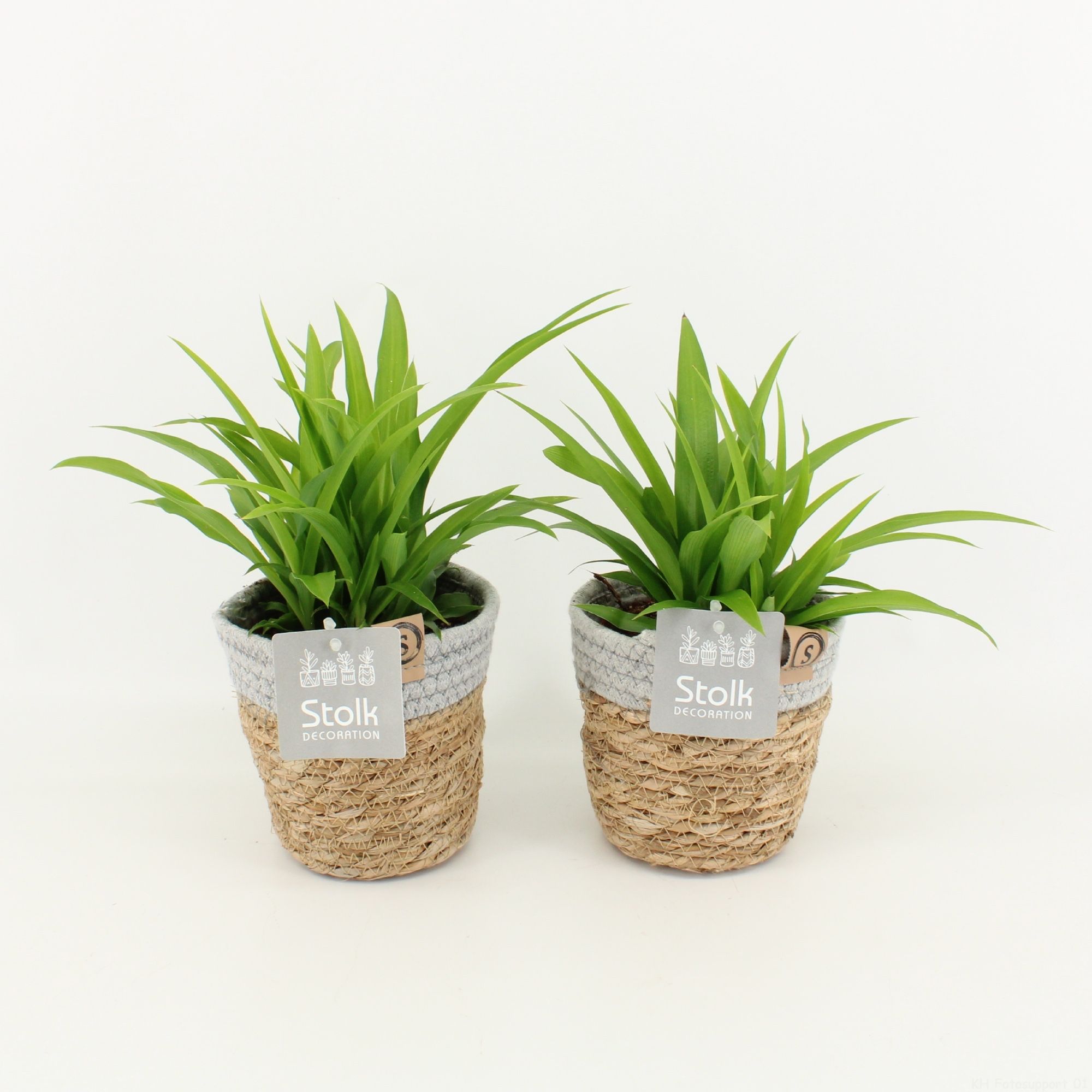 Chlorophytum Lemon in Basket, D 13
