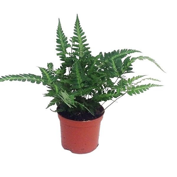 Rumohra Adiantiformis 'Variegata' (Winterhard), D 8,5