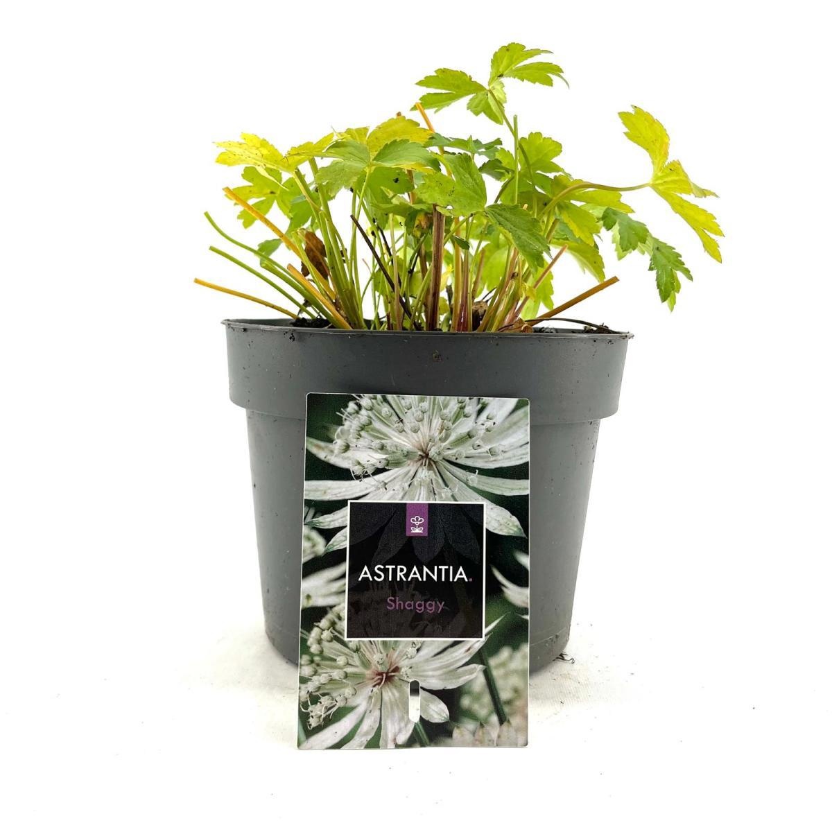 Astrantia maj. 'Shaggy', D 17