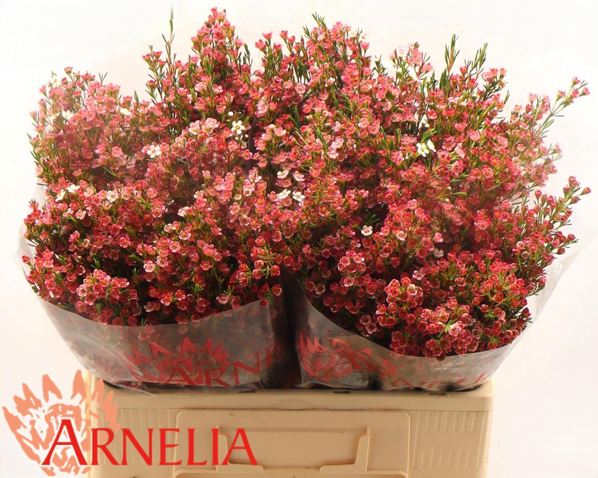 Шамелациум Май Свит Сикстин 55, шт.