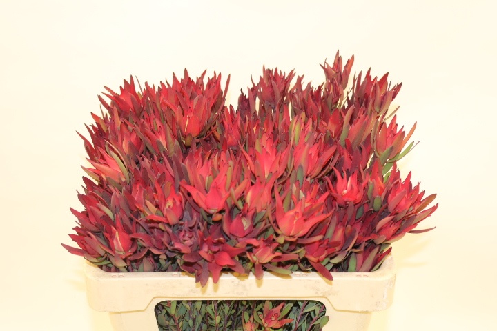 Леукадендрон Блаш 50 (красно-зел.), шт.