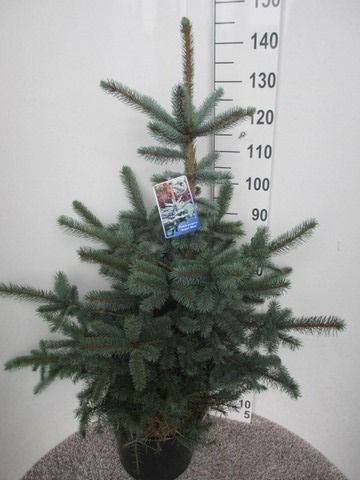 Picea pungens Super Blue 110-120 P36, D 36 cm