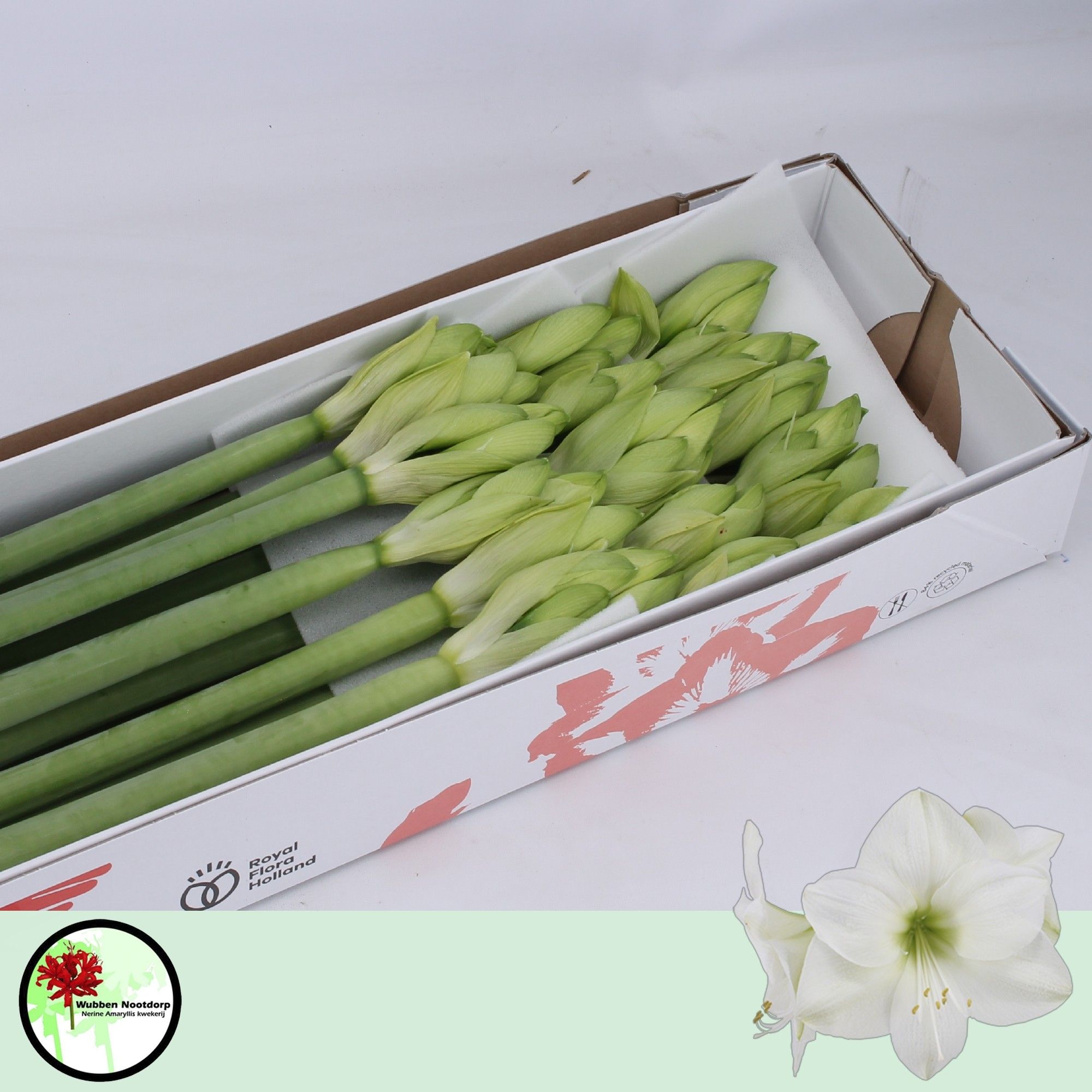 Амарилис Касабланка (бел.) x18, шт.