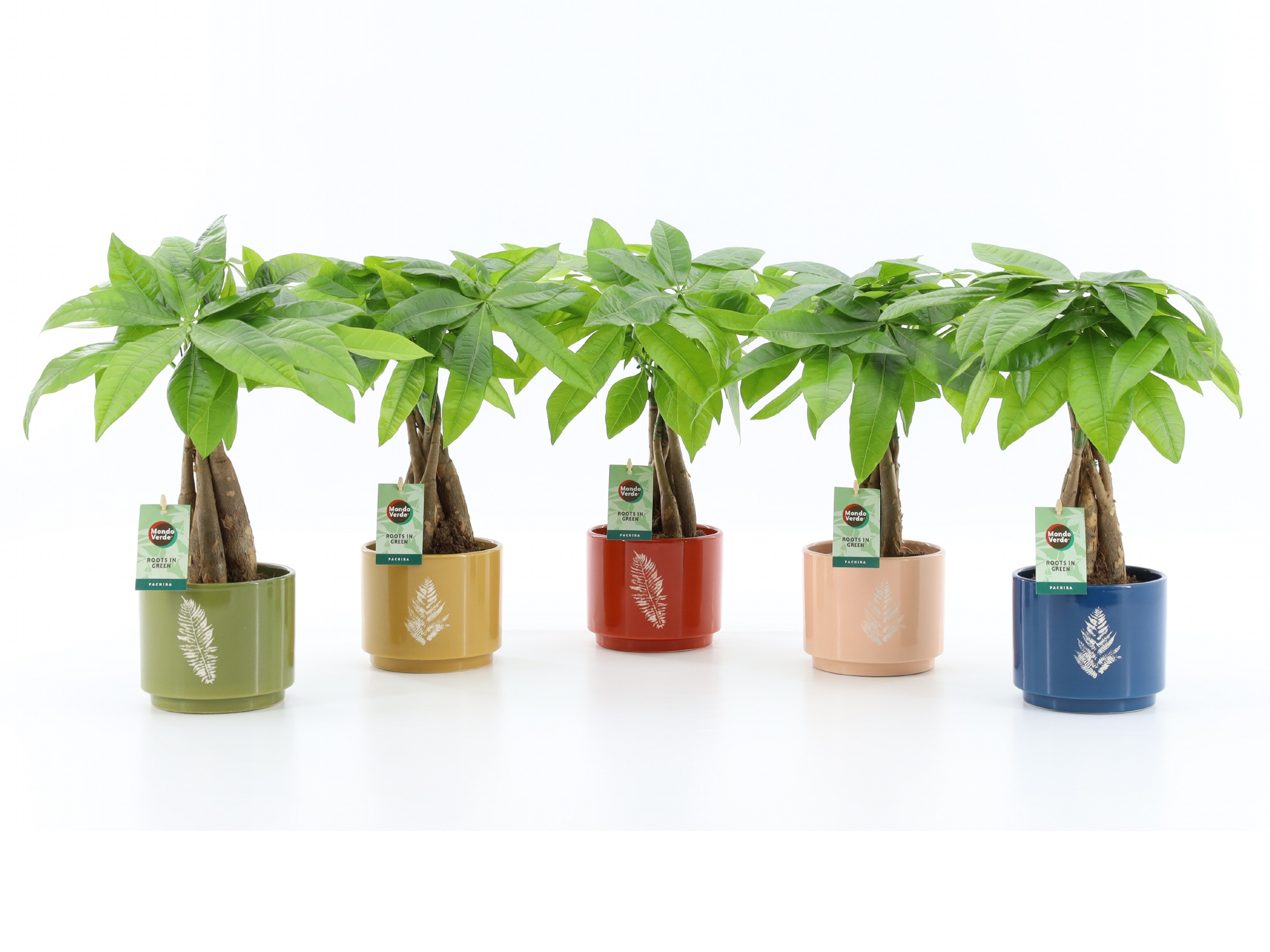 Pachira Aquatica gevlochten stam in Artistique Keramiek, D 13