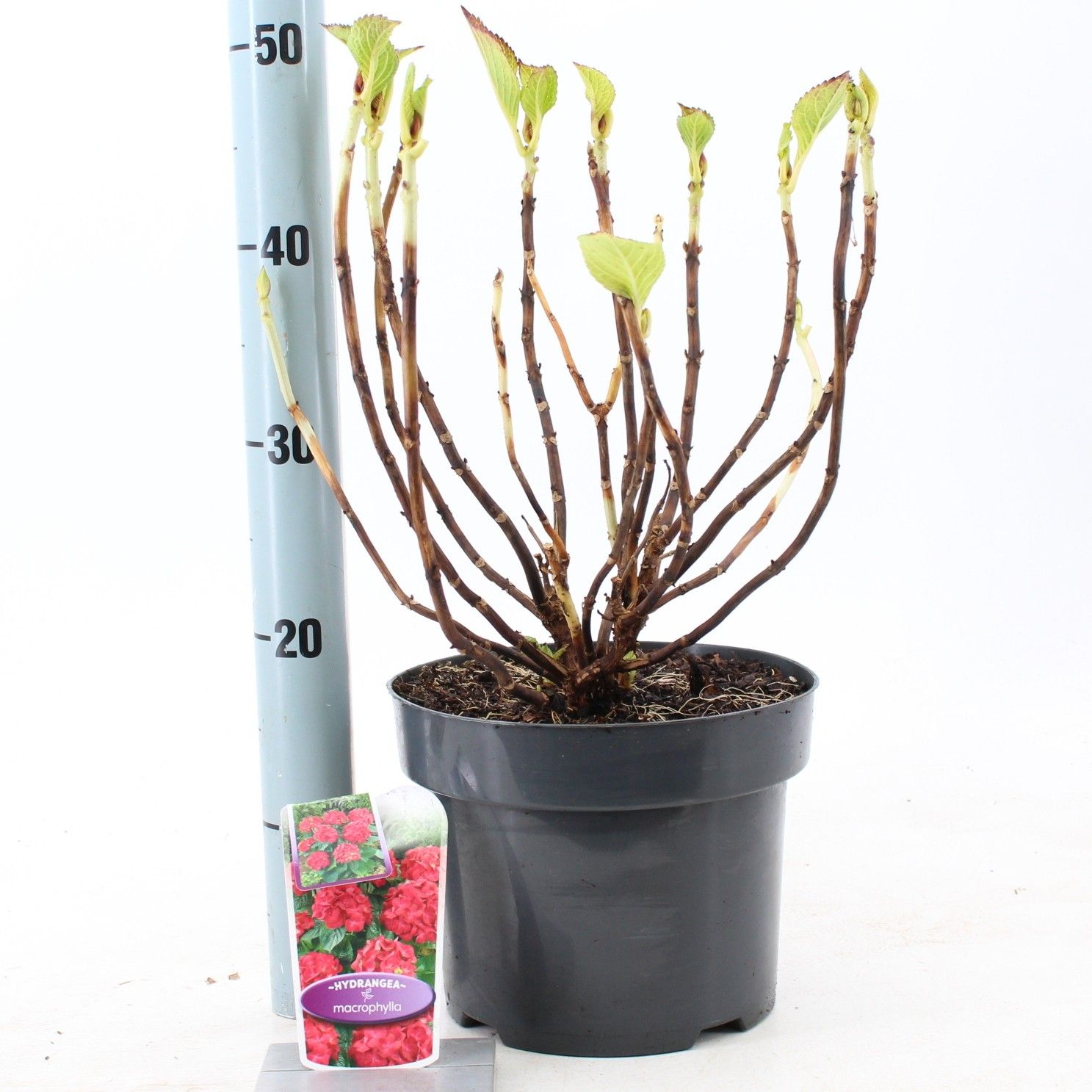 Hydrangea macr. Rood (bol), D 23