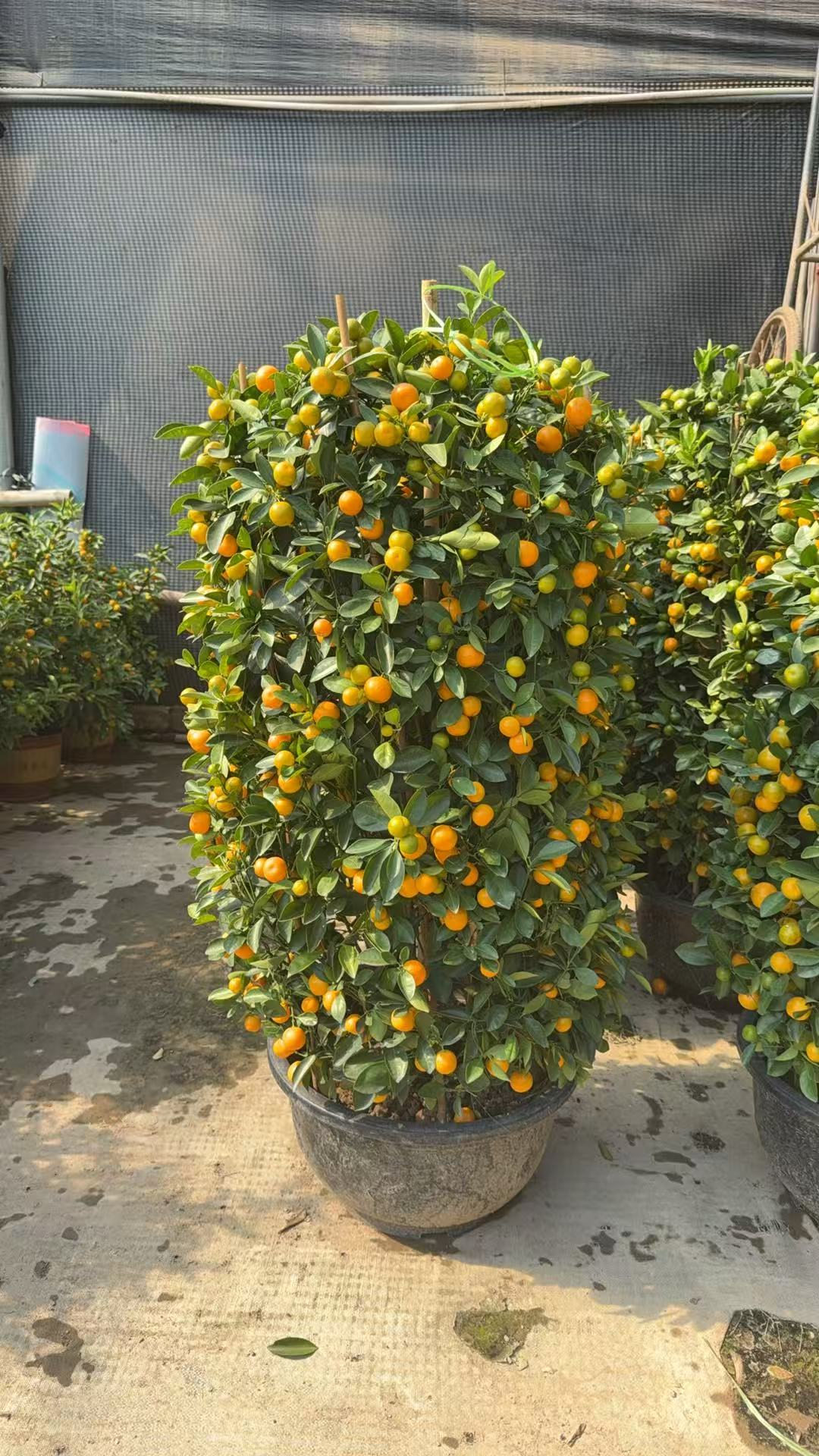 Китрус ретикулата Бланко 500-йир-олд оранж 50 140