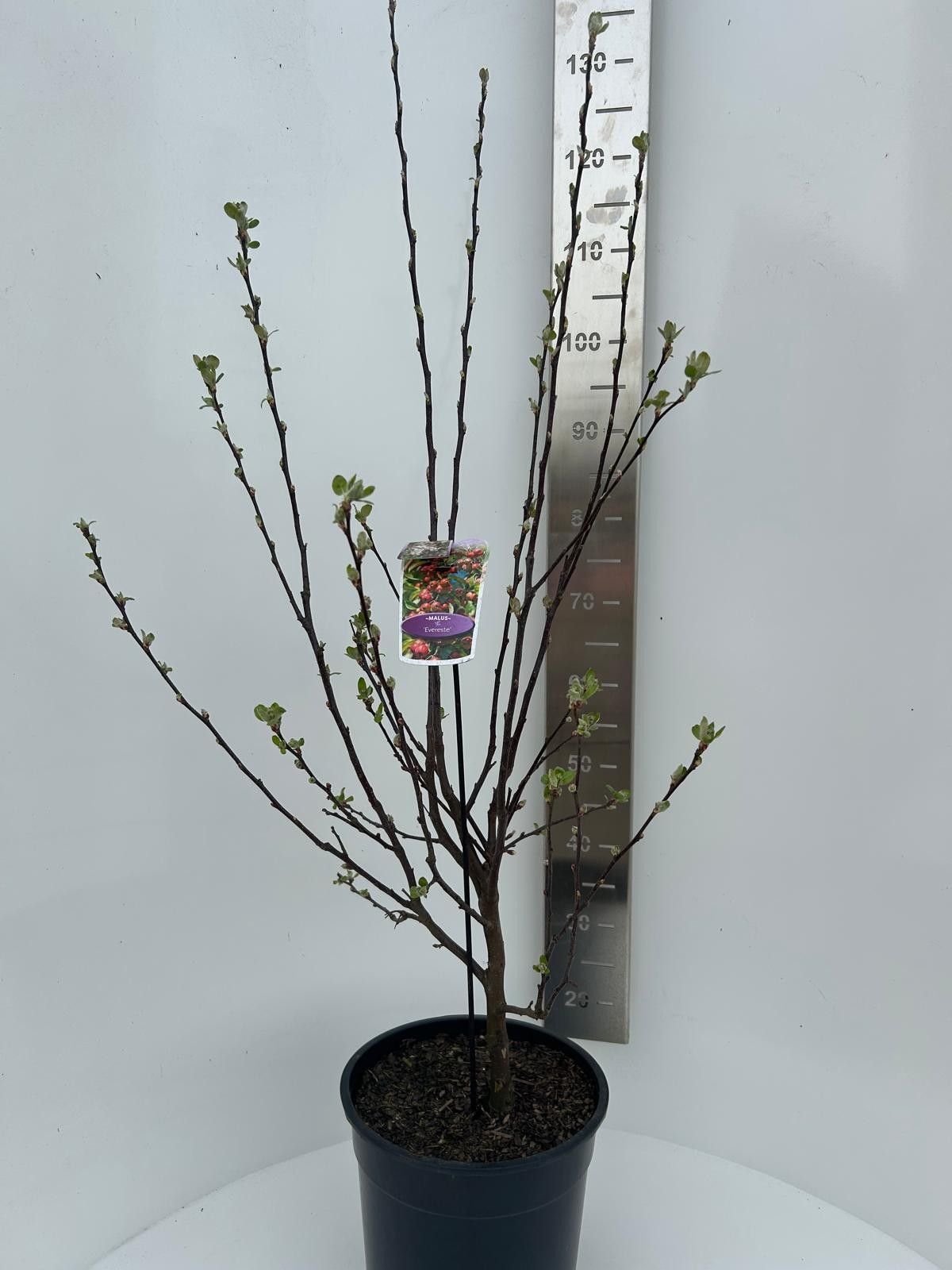 Malus 'Evereste', D 29