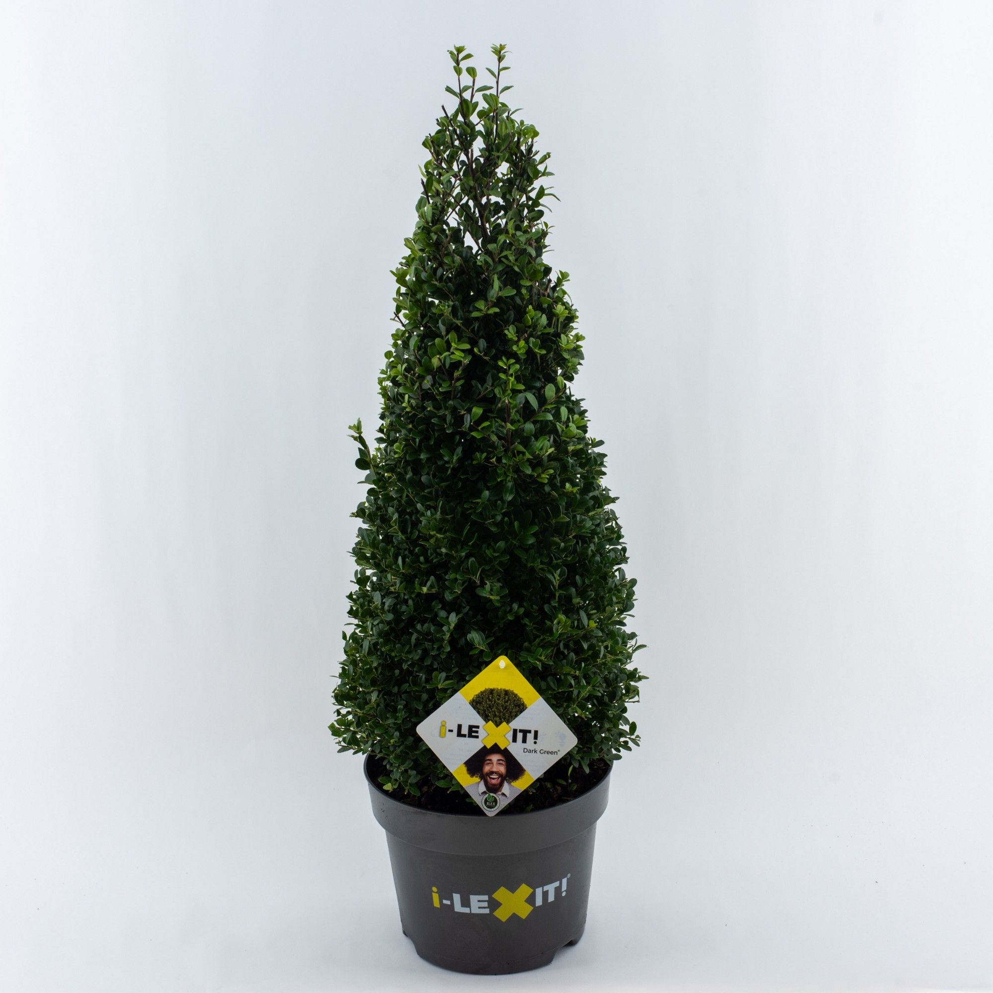 Ilex crenata Dark Green, P26, Kegel 60-70cm, D 26 cm