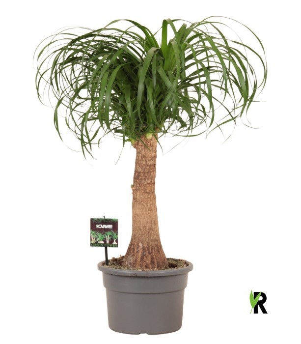 Beaucarnea rec. rechte stam, D 23