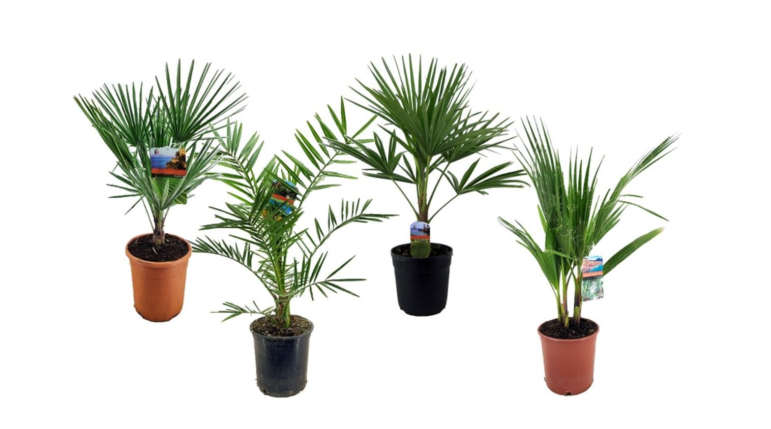 Palmen mix outdoor - 3/4 soorten, D 19