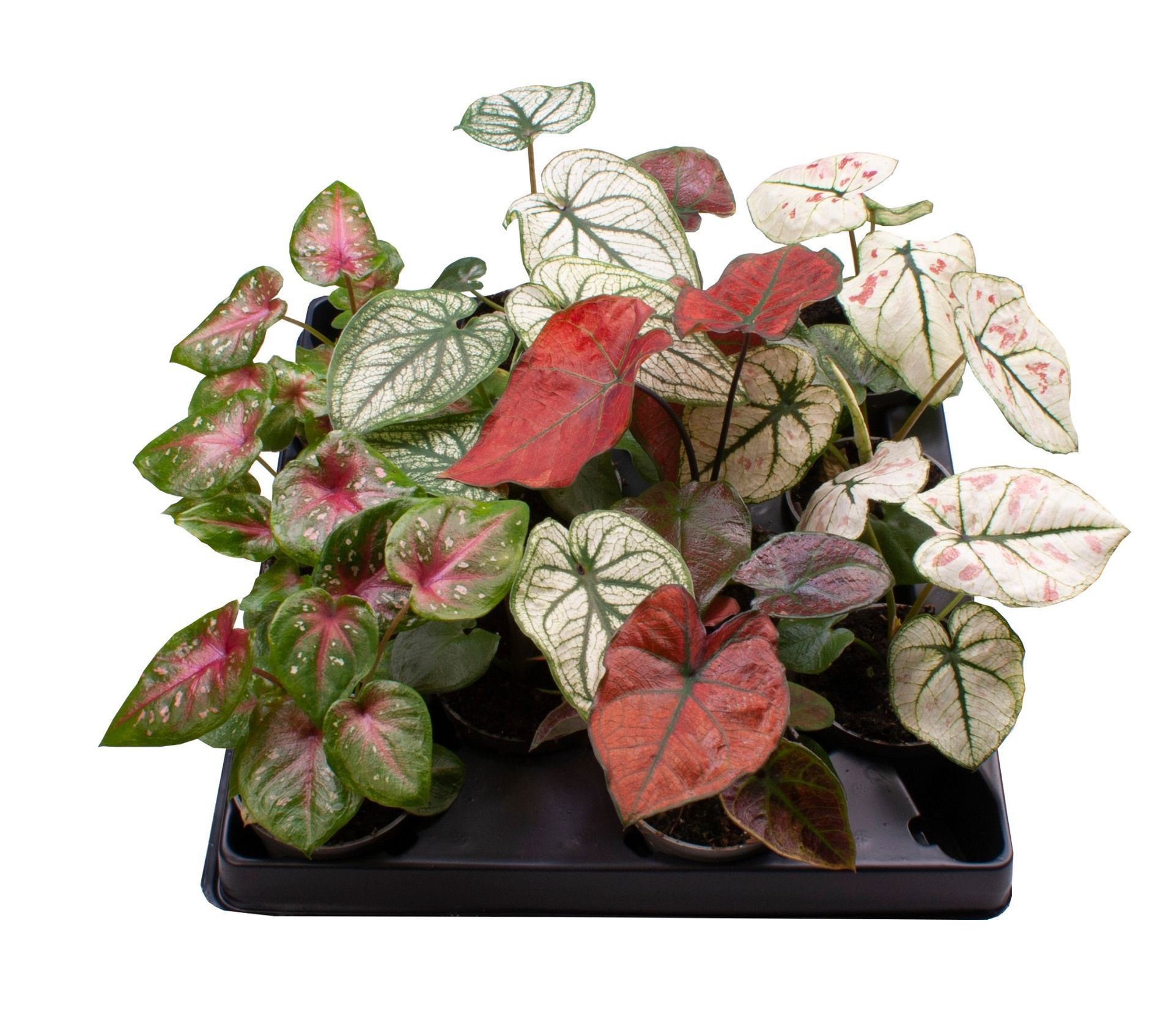 Caladium Mix 6 cm, D 6
