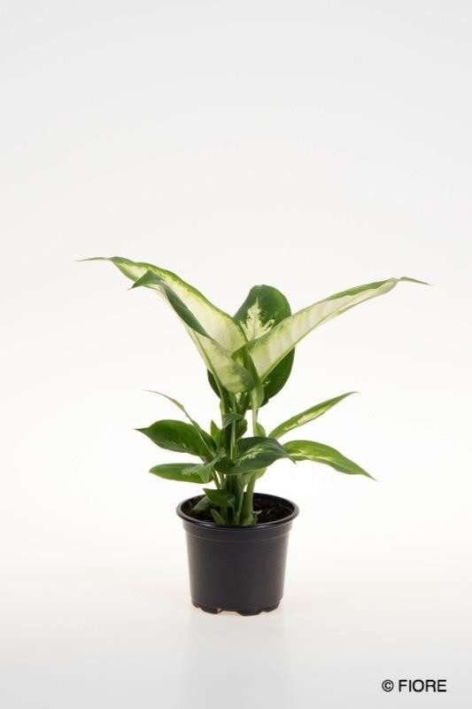 DIEFFENBACHIA MACULATA 'CAMILLA', D 9