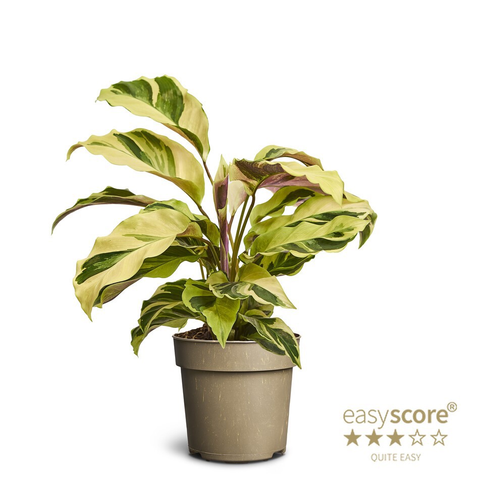 CALATHEA SPECIES 'Brule-Marxi', D 11 cm