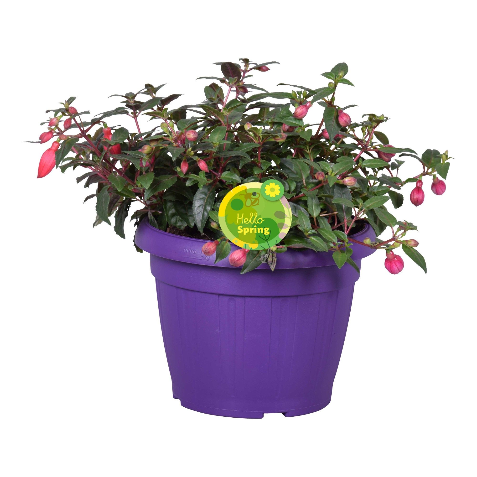 Hello Spring Fuchsia Bella in patiopot Paars, D 22