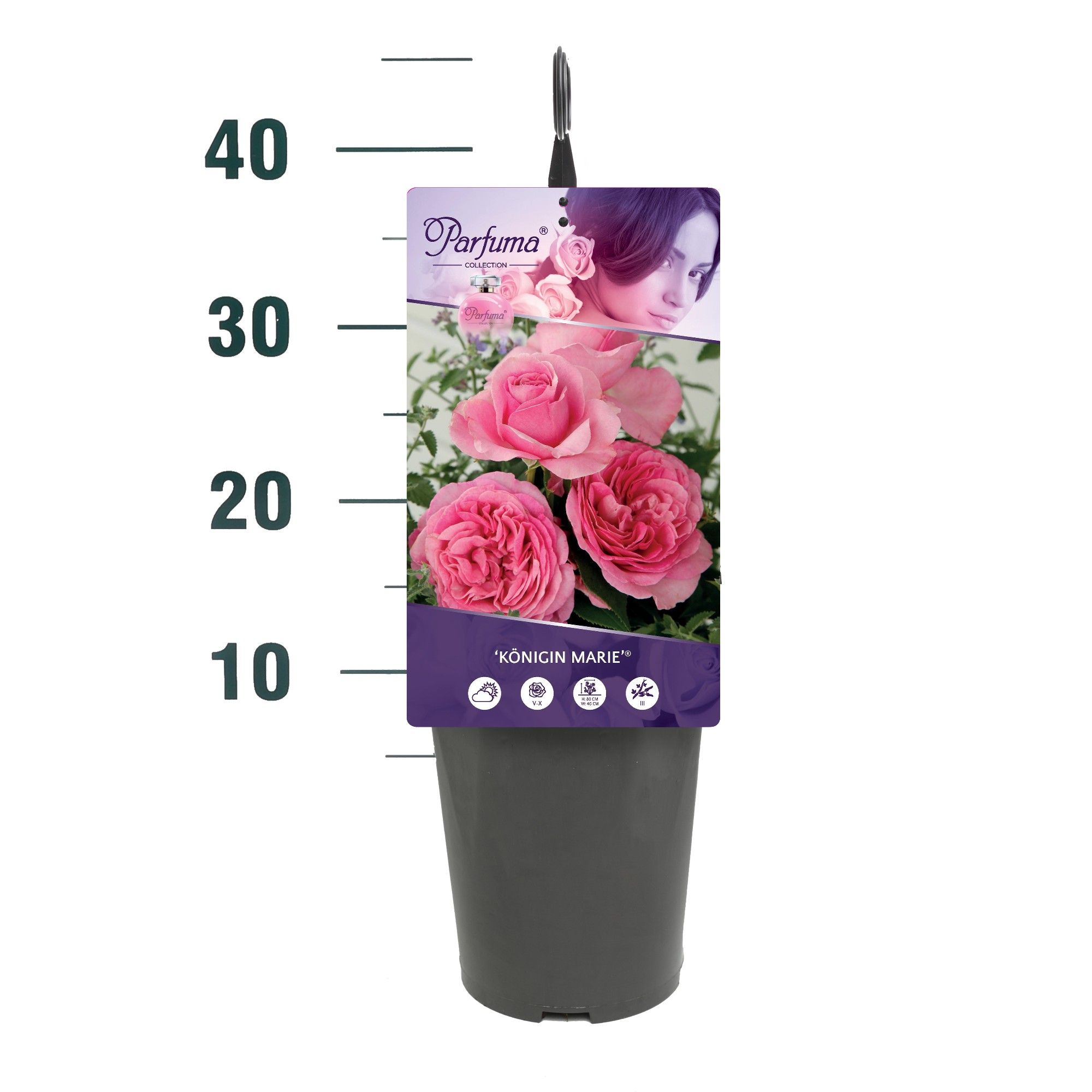 Rosa 'Königin Marie' - Struik - C3rp - Parfuma, D 19