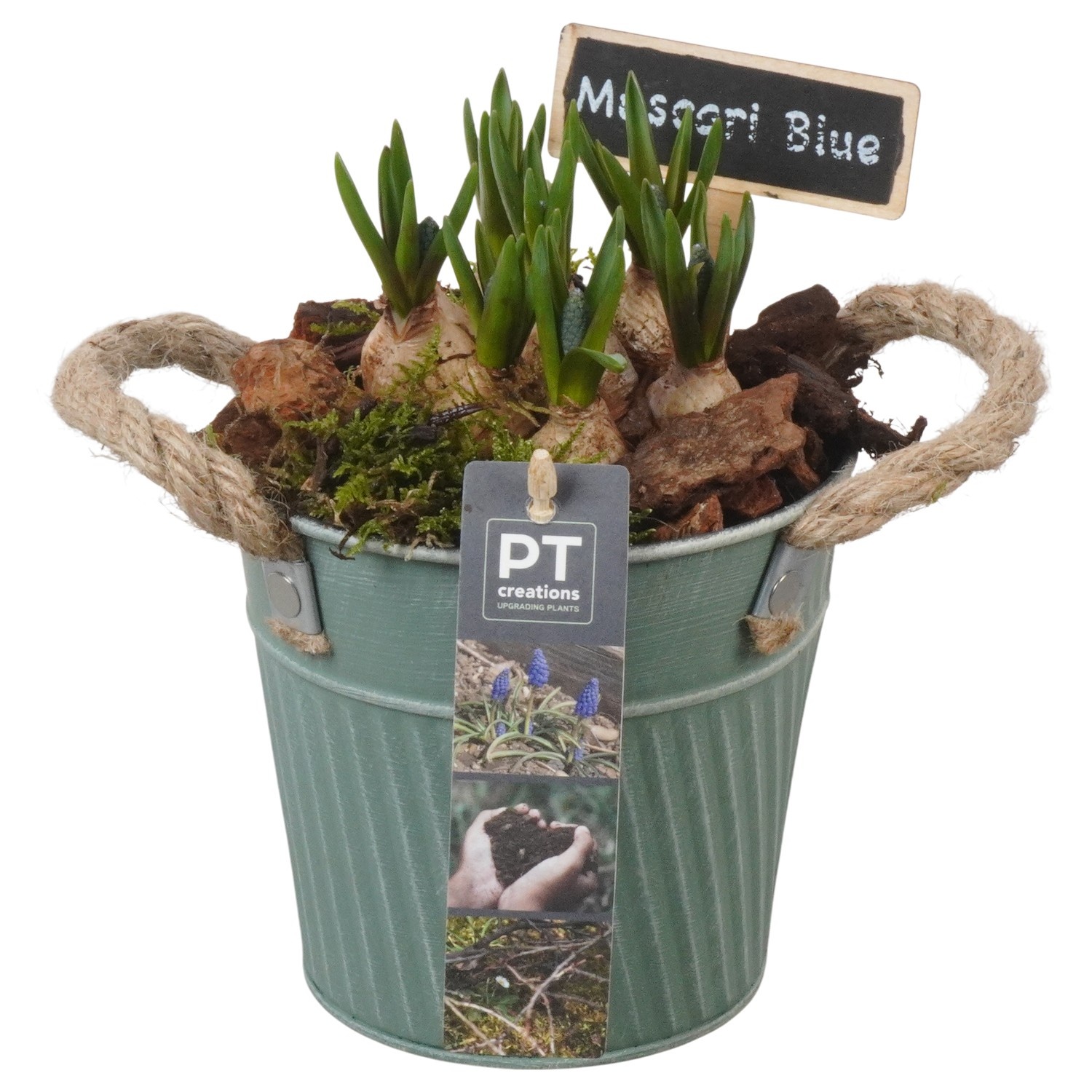 PTMB6174 Arrangement Muscari Blue in zink sierpot, D 13