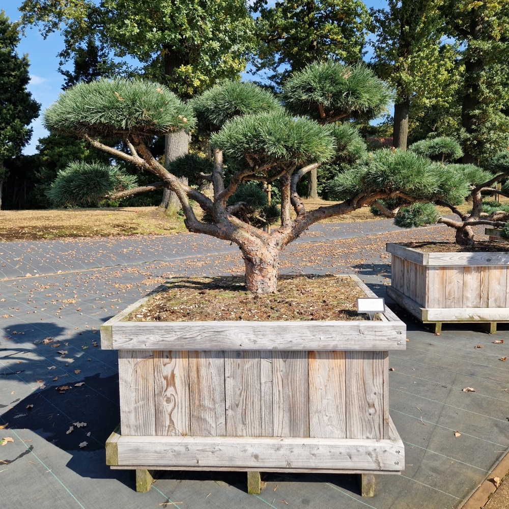 Pinus sylvestris 'Repens', D 100 cm