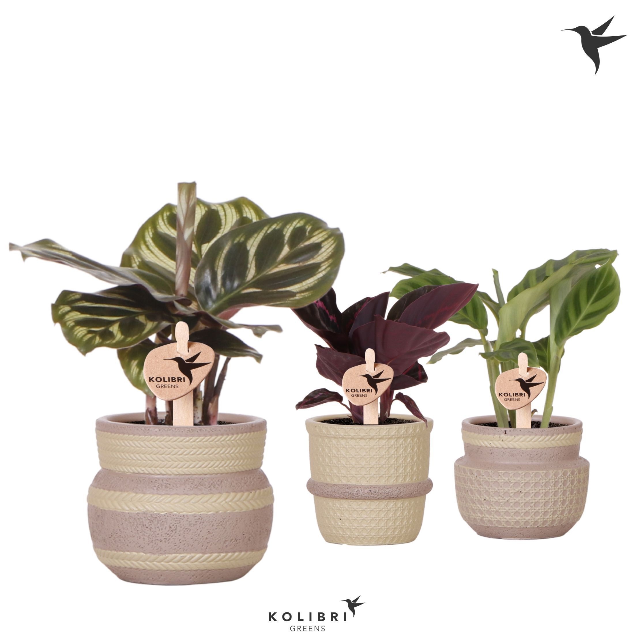 Kolibri Greens Calathea mix in Ethnic pot khaki mix, D 6