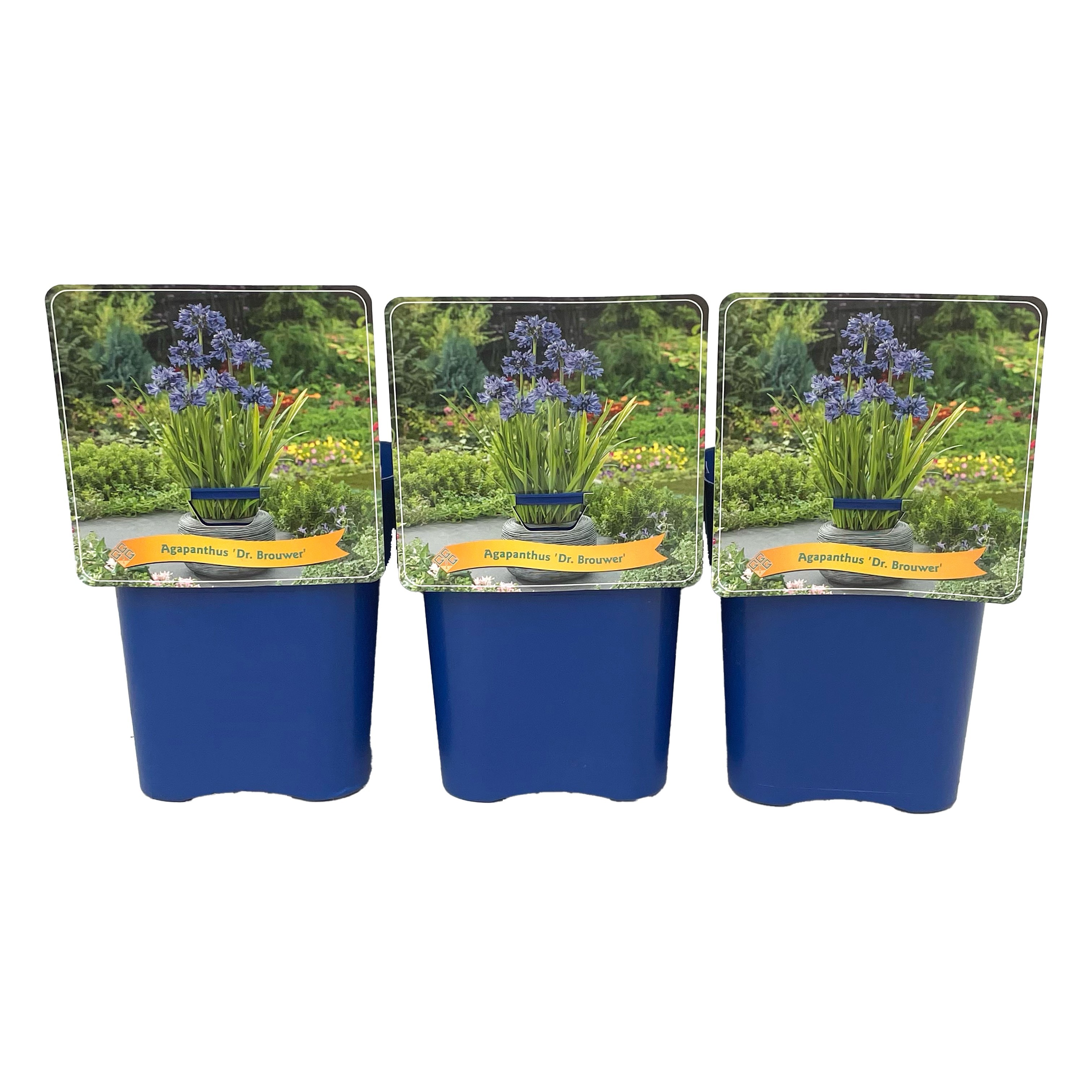 Agapanthus 'Dr Brouwer' C5, D 21 cm Agapanthus 'Dr Brouwer' C5, D 21 cm